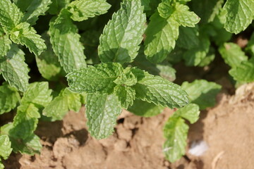 green mint leaves on the plant in garden