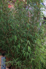 bamboo grows on the street 