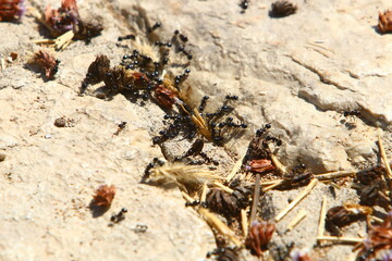 Insects are a class of invertebrate arthropods.