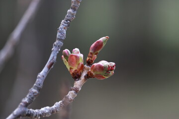 桜の蕾