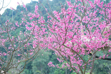 Wild Himalayan Cherry flowers blooming