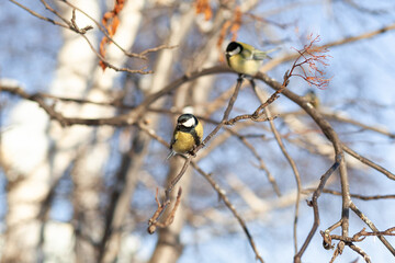 A beautiful little titmouse sits on a branch in winter and flies for food. Other birds are also sitting on the branches. Sparrows and titmice on a branch near the feeder