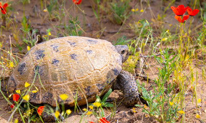 Desert tortoise in the wild