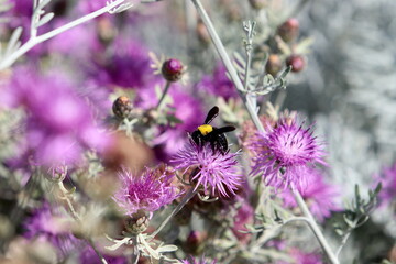 Insects are a class of invertebrate arthropods.