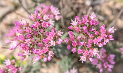 texture of wild lavender,