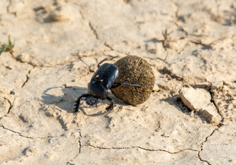 Scarab rolls a ball of dung
