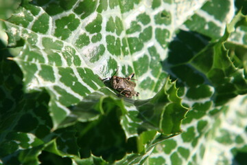 Insects are a class of invertebrate arthropods.