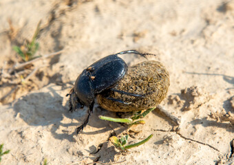Scarab rolls a ball of dung