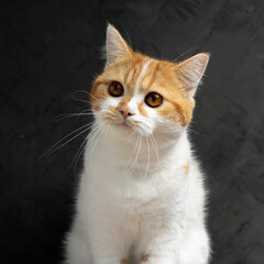 Scottish fold cat sitting on black background. Tabby blue cat isolate on  black wall background. White with orange kitten on studio.