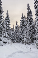 Winter road in a snowy forest, tall trees along the road. Beautiful bright winter landscape. There is a lot of snow on the trees. Winter season concept. Skiing trip