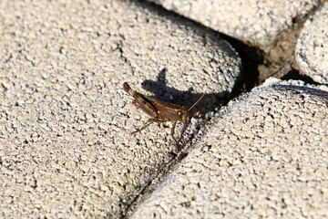 Insects are a class of invertebrate arthropods.