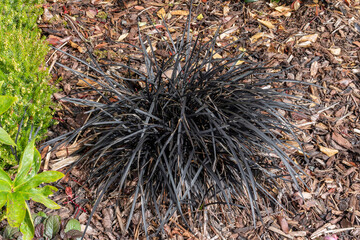 Ophiopogon planiscapus 'Nigrescens' a spring summer evergreen black grass like flowering plant with a purple summertime flower commonly known as Black Dragon, stock photo image