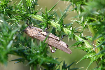 Insects are a class of invertebrate arthropods.