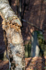 Broken birch trunk