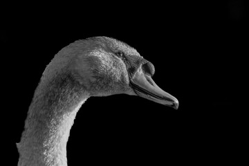 black and white swan portrait