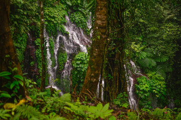 Waterfall in tropical climate in the jungle with green leaves and trees