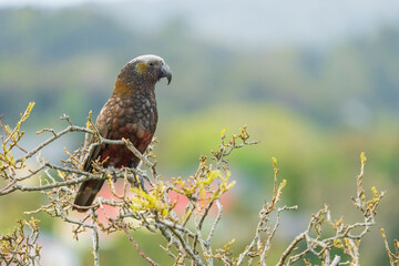 New Zealand kākā (Nestor meridionalis)