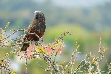 New Zealand kākā (Nestor meridionalis)