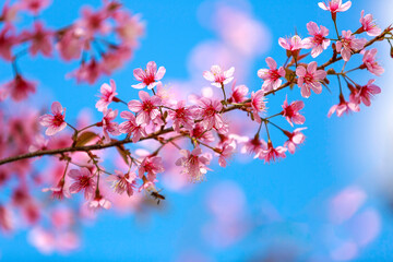 Obraz premium Cherry blossoms on nature background. beautiful pink cherry blossom branches on tree under blue sky, beautiful cherry blossoms during spring in garden, texture, flora, nature flower background