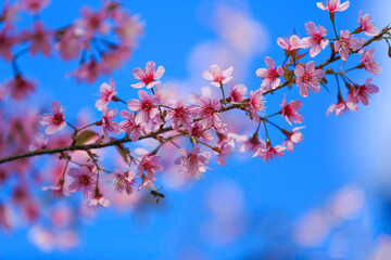 Cherry blossoms on nature background. beautiful pink cherry blossom branches on tree under blue sky, beautiful cherry blossoms during spring in garden, texture, flora, nature flower background