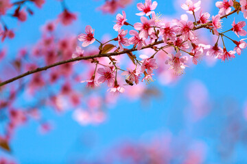 Cherry blossoms on nature background. beautiful pink cherry blossom branches on tree under blue sky, beautiful cherry blossoms during spring in garden, texture, flora, nature flower background