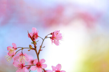 Cherry blossoms on nature background. beautiful pink cherry blossom branches on tree under blue sky, beautiful cherry blossoms during spring in garden, texture, flora, nature flower background