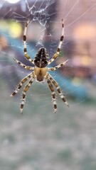 Im Netz die Kreuzspinne