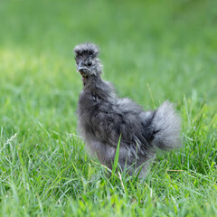 Grey Chinese Silky Chicken in Green Grass