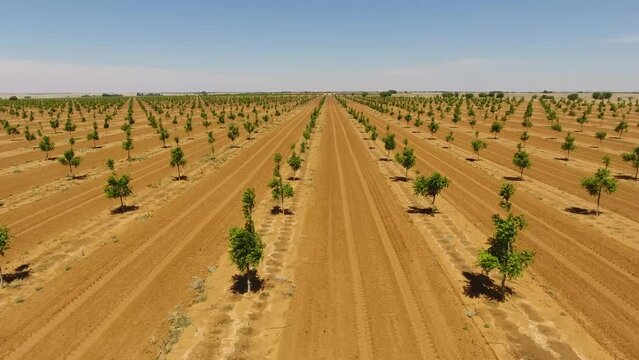 Aerial view of a blooming pecan nut tree orchard on a pecan farm in Hartswater, South Africa