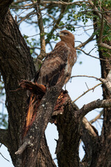 Aigle ravisseur,.Aquila rapax, Tawny Eagle