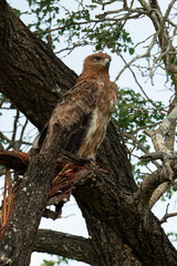 Aigle ravisseur,.Aquila rapax, Tawny Eagle