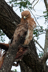 Aigle ravisseur,.Aquila rapax, Tawny Eagle
