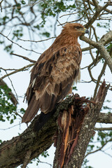 Aigle ravisseur,.Aquila rapax, Tawny Eagle