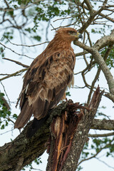 Aigle ravisseur,.Aquila rapax, Tawny Eagle