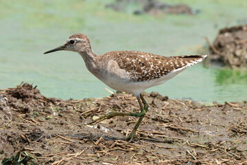 Chevalier sylvain,.Tringa glareola , Wood Sandpiper