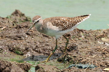 Obraz premium Chevalier sylvain,.Tringa glareola , Wood Sandpiper