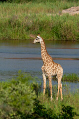 Girafe, Giraffa Camelopardalis, Parc national Kruger, Afrique du Sud