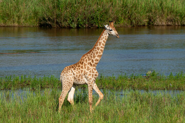 Girafe, Giraffa Camelopardalis, Parc national Kruger, Afrique du Sud