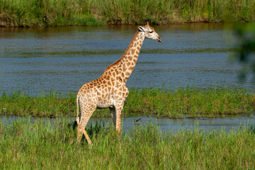 Girafe, Giraffa Camelopardalis, Parc national Kruger, Afrique du Sud