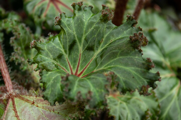 Beauty of nature, texture and pattern of green leaves, Begonia, Rhizomatous Begonia, Lettuce Leaf Begonia 'Bunchii' (Begonia)