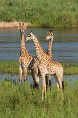 Girafe, Giraffa Camelopardalis, Parc national Kruger, Afrique du Sud