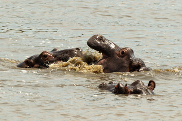 Fototapeta premium Hippopotame, Hippopotamus amphibius, Afrique du Sud