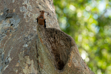 Huppe fasciée, nid,.Upupa epops, Eurasian Hoopoe