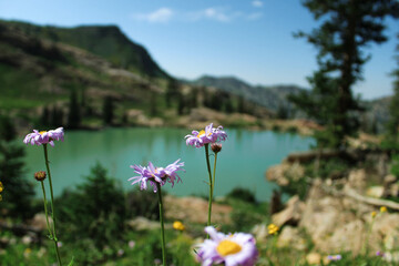 Obraz premium flowers in the mountains