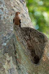 Huppe fasciée, nid,.Upupa epops, Eurasian Hoopoe