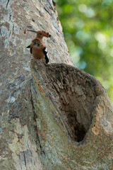 Huppe fasciée, nid,.Upupa epops, Eurasian Hoopoe