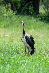 Jabiru d'Afrique, .Ephippiorhynchus senegalensis, Saddle billed Stork, Afrique du Sud