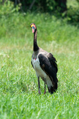 Jabiru d'Afrique, .Ephippiorhynchus senegalensis, Saddle billed Stork, Afrique du Sud