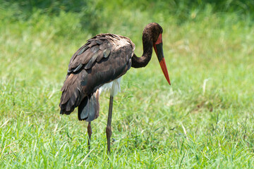 Jabiru d'Afrique, .Ephippiorhynchus senegalensis, Saddle billed Stork, Afrique du Sud