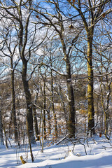 Leichtes Winterwetter im Mischwald, Sonnenlicht, Dammelsberg 